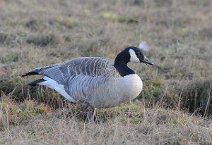 Kanadagås Canada Goose ua interior Adventdalen, Svalbard 4365