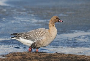 Kortnebbgås Adventdalen, Svalbard 4264