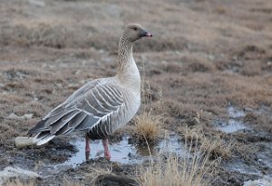 Kortnebbgås Adventdalen, Svalbard 4937