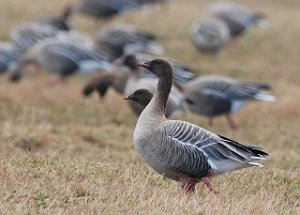 Kortnebbgås Leksdalsvatnet, Verdal 436