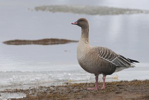 Kortnebbgås Pink-footed Goose Adventdalen, Svalbard 567