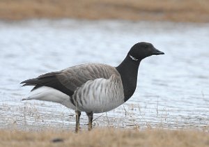 Ringgås Laguna, Svalbard 3236