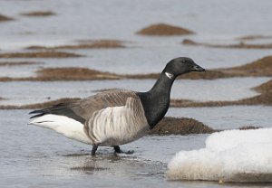 Rinngås Brent Goose Adventdalen, Svalbard 4570