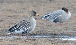 Sædgås Bean Goose Adventdalen, Svalbard 5375