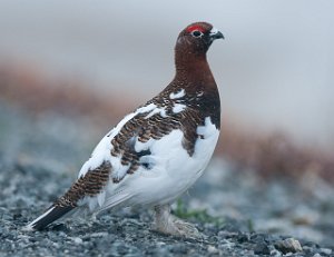 Lirype Skalstufjellet-0753