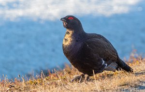 Storfugl x Orrfugl Røros - 9545