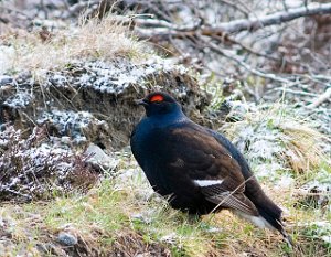 Orrfugl Skalstufjellet 2872