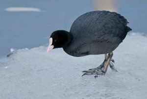 Sothøne Glomma, Fredrikstad-5327