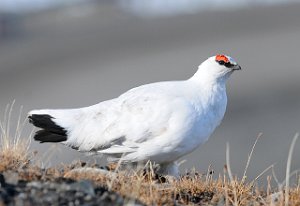 Savlbardrype hann Rock Ptarmigan Gruve 7, Svalbard 3741