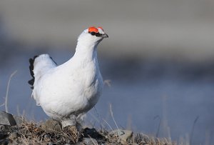 Svalbardrype hann Gruve 7, Svalbard 3999