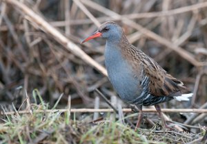 Vannrikse Hammervatnet, Levanger-6817