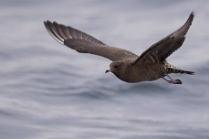 Fjelljo Havområdene nord for Halten, Frøya-9020