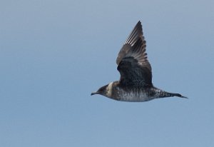 Polarjo Havområdene nord for Halten, Frøya-9557