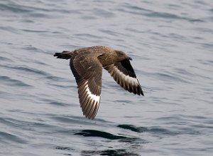 Storjo Havomr utenfor Smøla 204