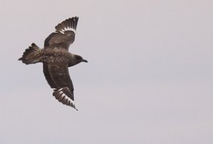 Storjo Havområdene nord for Halten, Frøya-8622