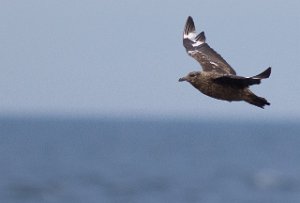 Storjo Havområdene nord for Halten, Frøya-8986