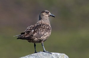 Storjo Runde, Herøy - 7129