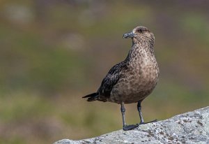 Storjo Runde, Herøy - 7341