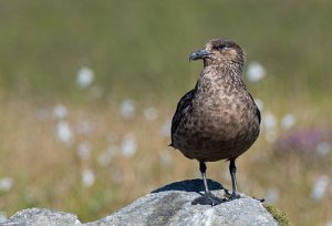 Storjo Runde, Herøy - 7637