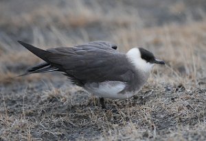 Tyjo Arctic Skua Bjørndalen, Svalbard 5053