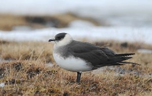 Tyvjo Adventdeltaet, Svalbard 409