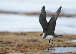 Tyvjo Bjørndalen, Svalbard 411