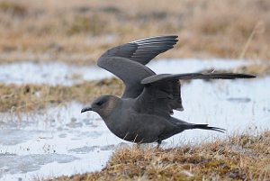 Tyvjo Bjørndalen, Svalbard 4896