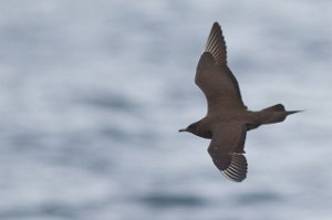 Tyvjo Havområdene nord for Halten, Frøya-8477