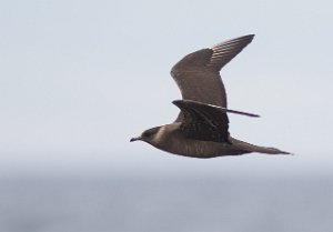 Tyvjo Havområdene nord for Halten, Frøya-9406