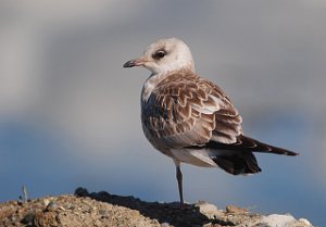 Fiskemåke Brekstadfjæra, Ørland 2438