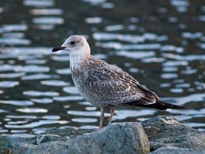 Gråmåke Buvika, Skaun 094