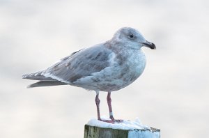 Gråvingemåke Verdal havn, Verdal - 6854