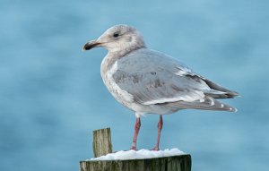 Gråvingemåke Verdal havn, Verdal - 7233