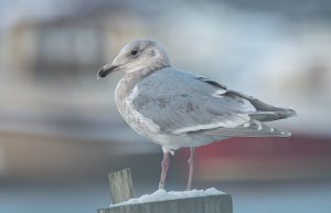 Gråvingemåke Verdal havn, Verdal - 7264