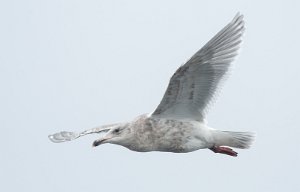 Gråvingemåke Verdal havn, Verdal - 8455