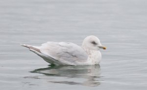 Grønlandsmåke ua kumlieni Gaulosen, Melhus-6712