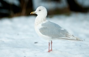 Grønlandsmåke ua kumlieni Nidarø, Trondheim-8287