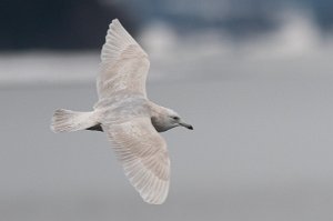 Grønlandsmåke Verdal havn, Verdal - 6125