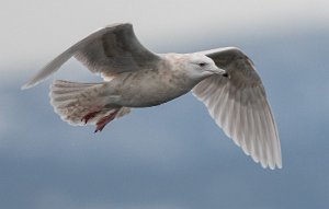 Grønlandsmåke Verdal havn, Verdal - 6311