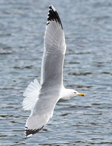 Gulbeinmåke Værnes, Agdenes - 2824