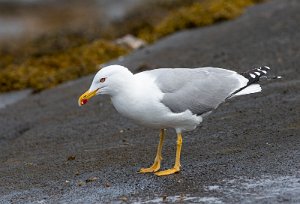 Gulbeinmåke Værnes, Agdenes - 3035