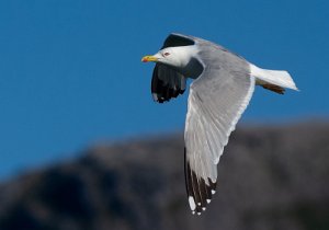 Gulbeinmåke Værnes, Agdenes - 6355