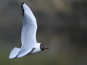 Hettemåke Nidarø, Trondheim 006