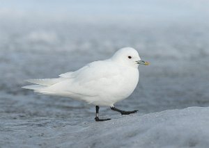 Ismåke Longyearbyen, Svalbard 1937