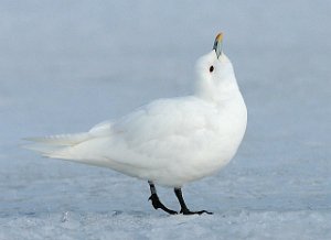 Ismåke Longyearbyen, Svalbard 1956