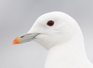 Ismåke Longyearbyen, Svalbard 3020