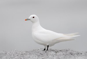 Ismåke Longyearbyen, Svalbard 3039