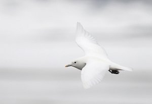 Ismåke Longyearbyen, Svalbard 707