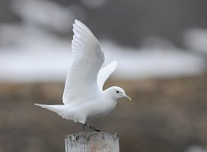 Ismåke Longyearbyen, Svalbard 728