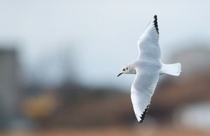 Kanadahettemåke Uthaug havn, Ørland - 3456